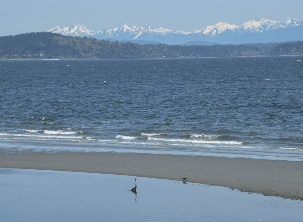 heron and olympics duwamish head