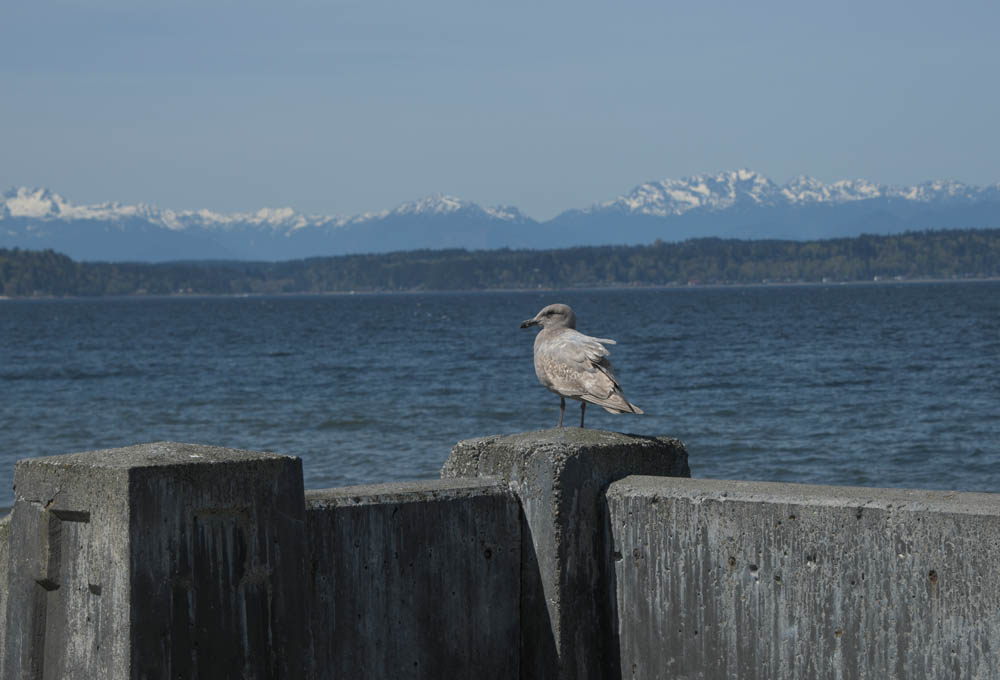 seagull at alki