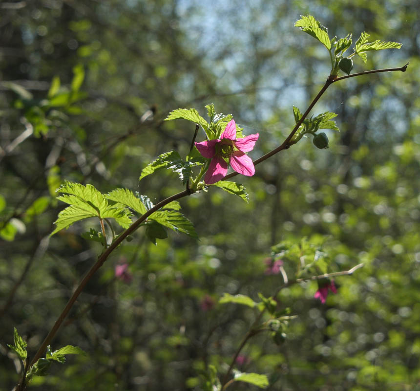salmonberry