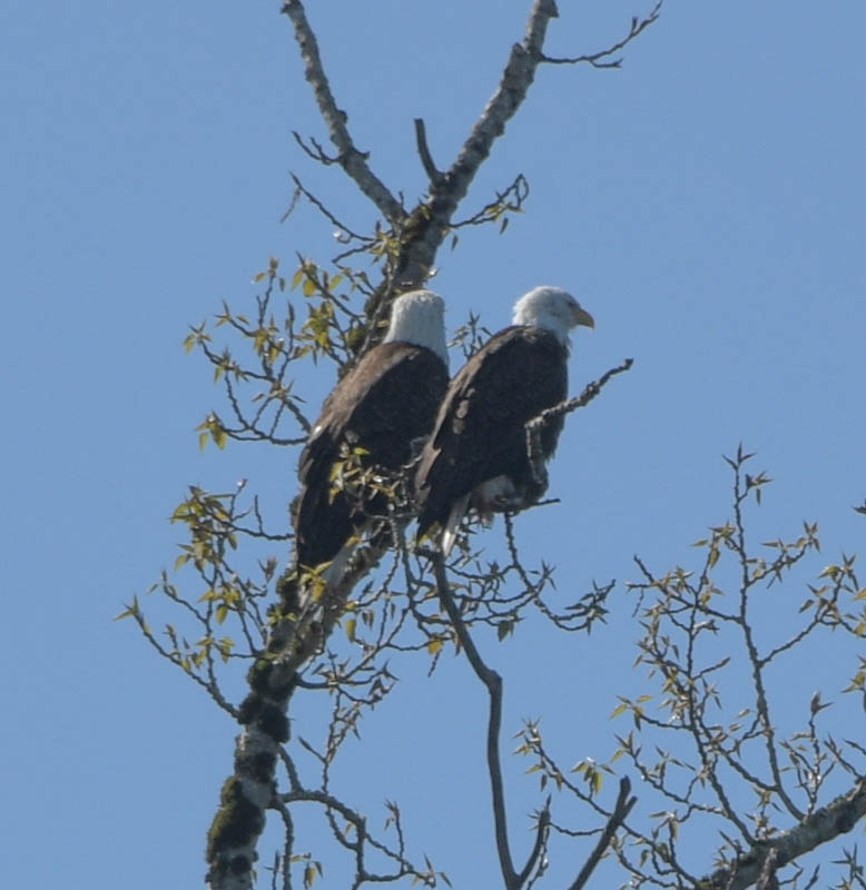 eagles lake sammamish