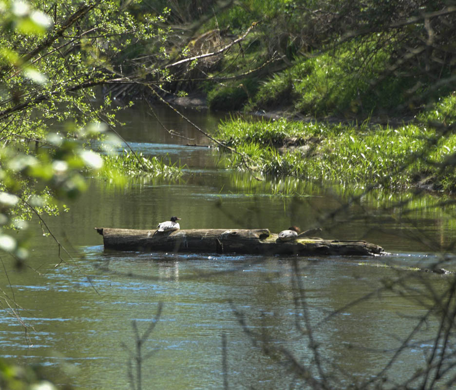 mergansers  issaquah creek