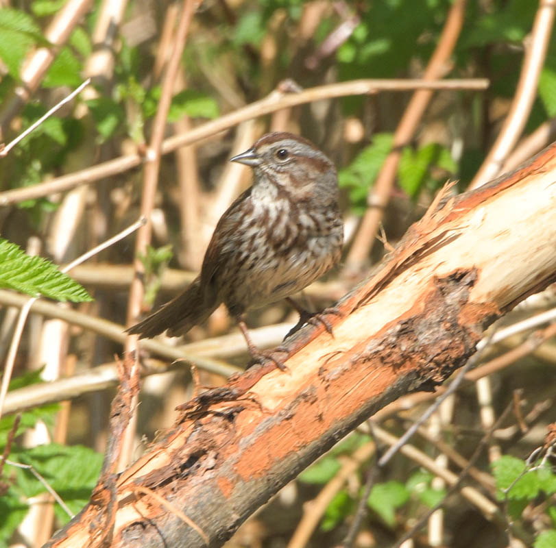 sparrow lake sammamish park