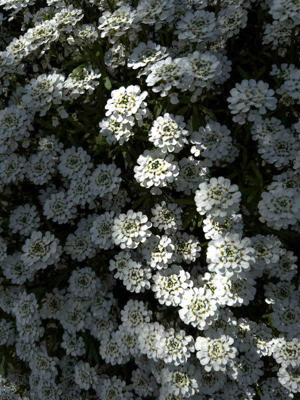 candytuft