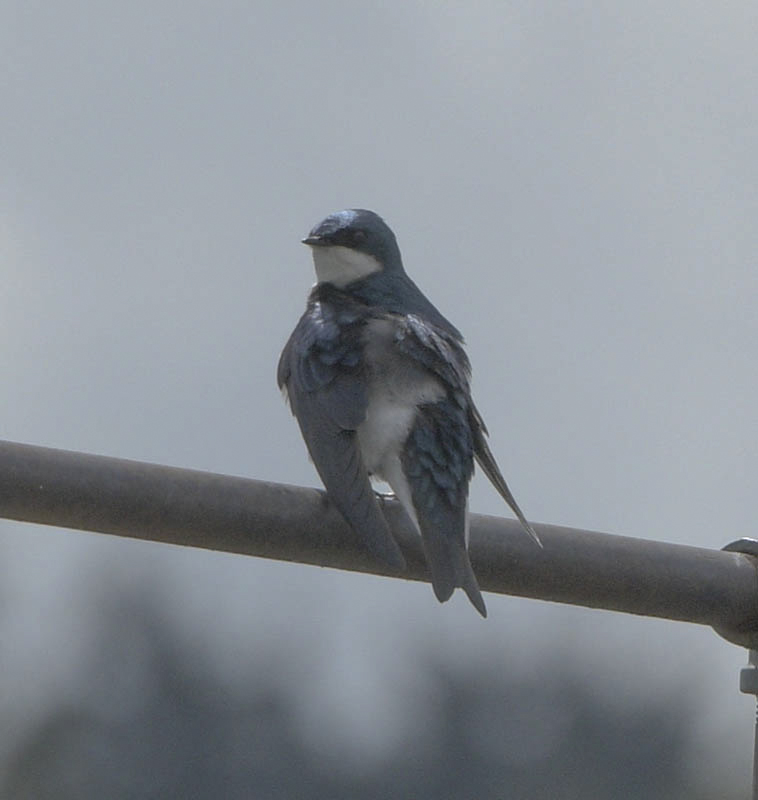 martin sammamish river
