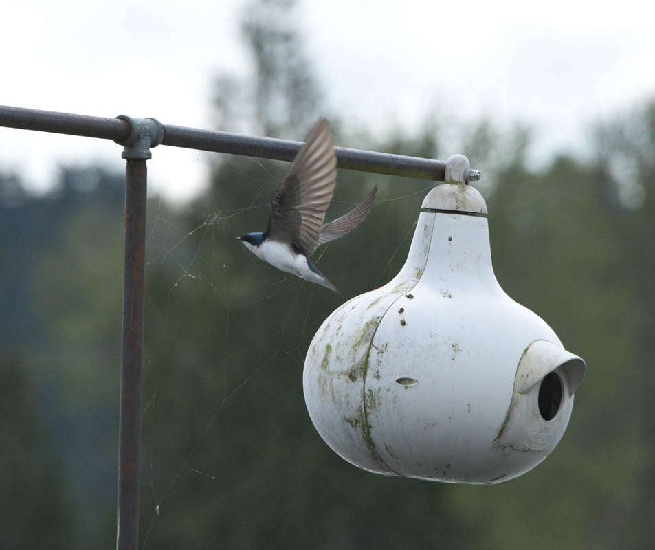 martin sammamish river