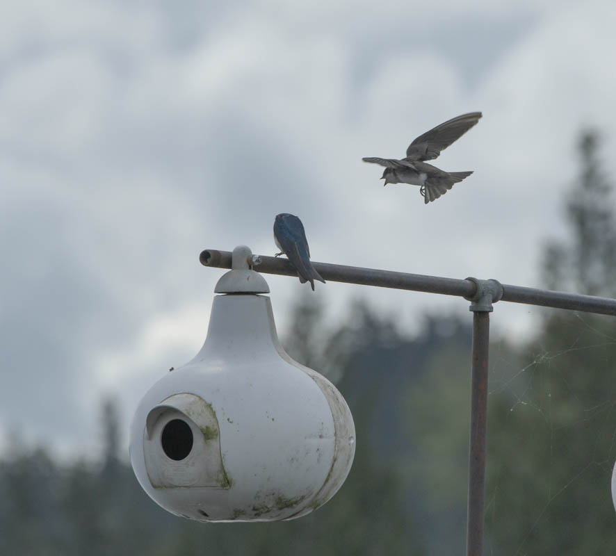 martin sammamish river