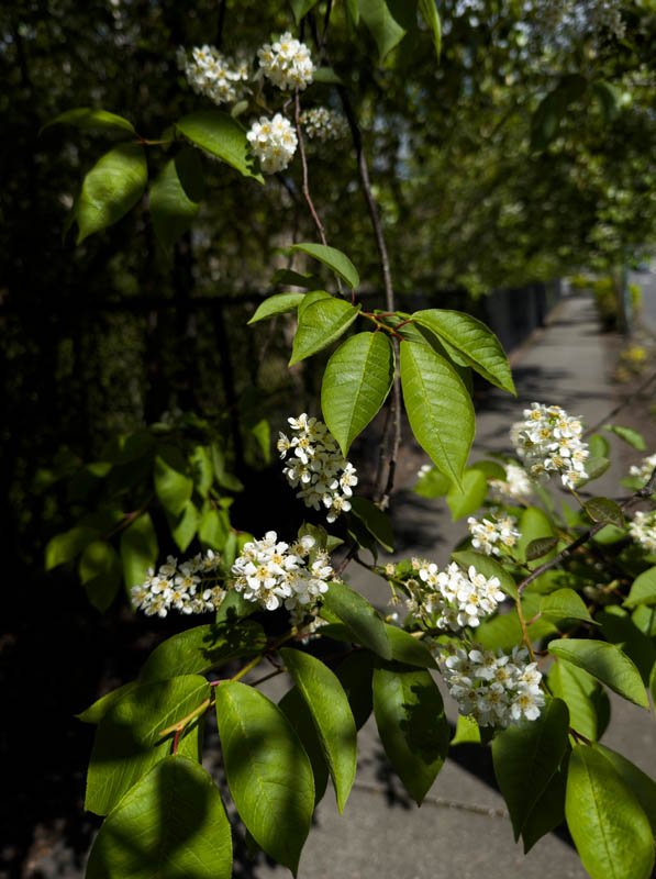 ash flowers