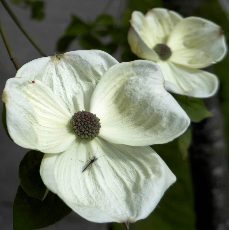 dogwood with mosquito