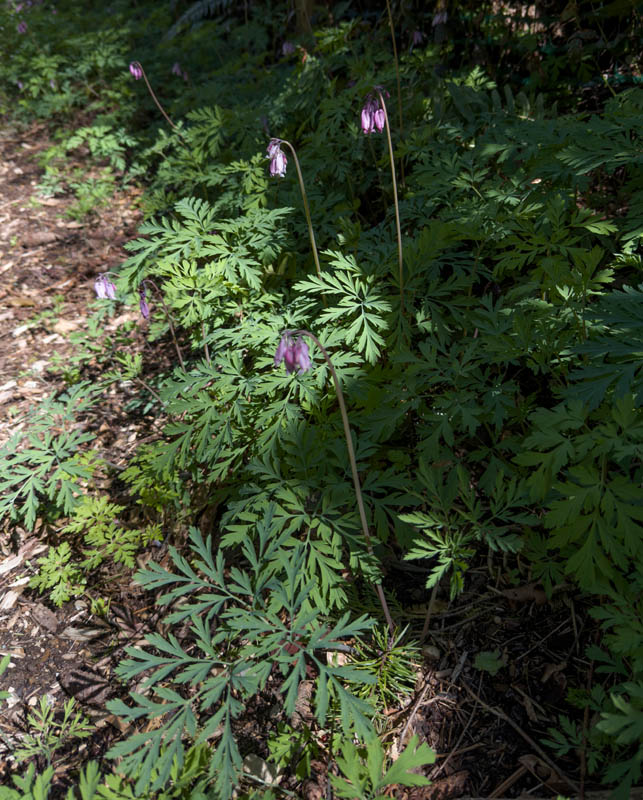 dicentra