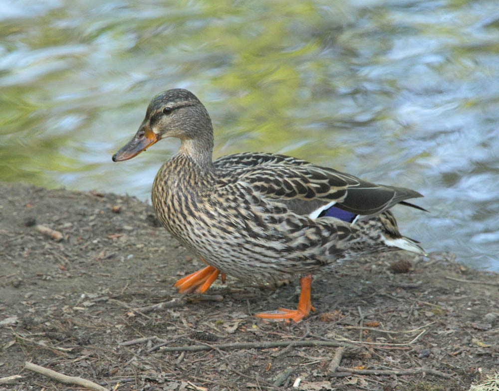 mallard issaquah creek