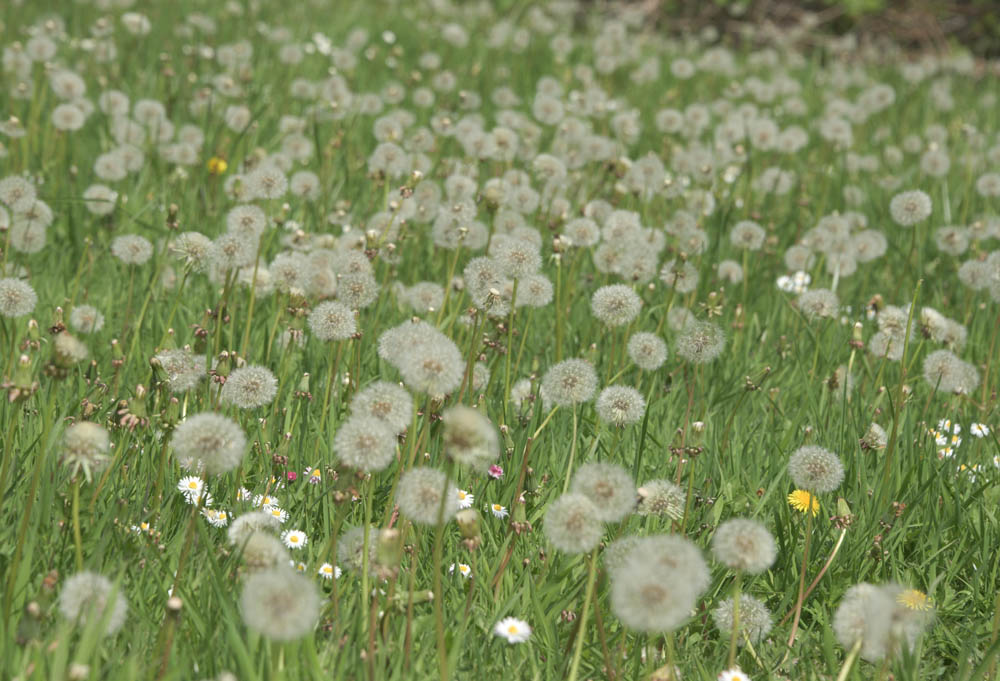 dandelions