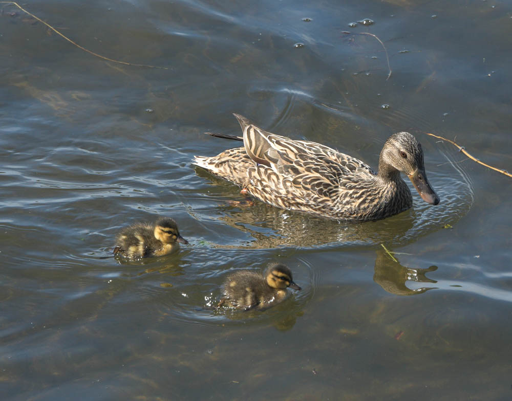 mama duck and ducklings