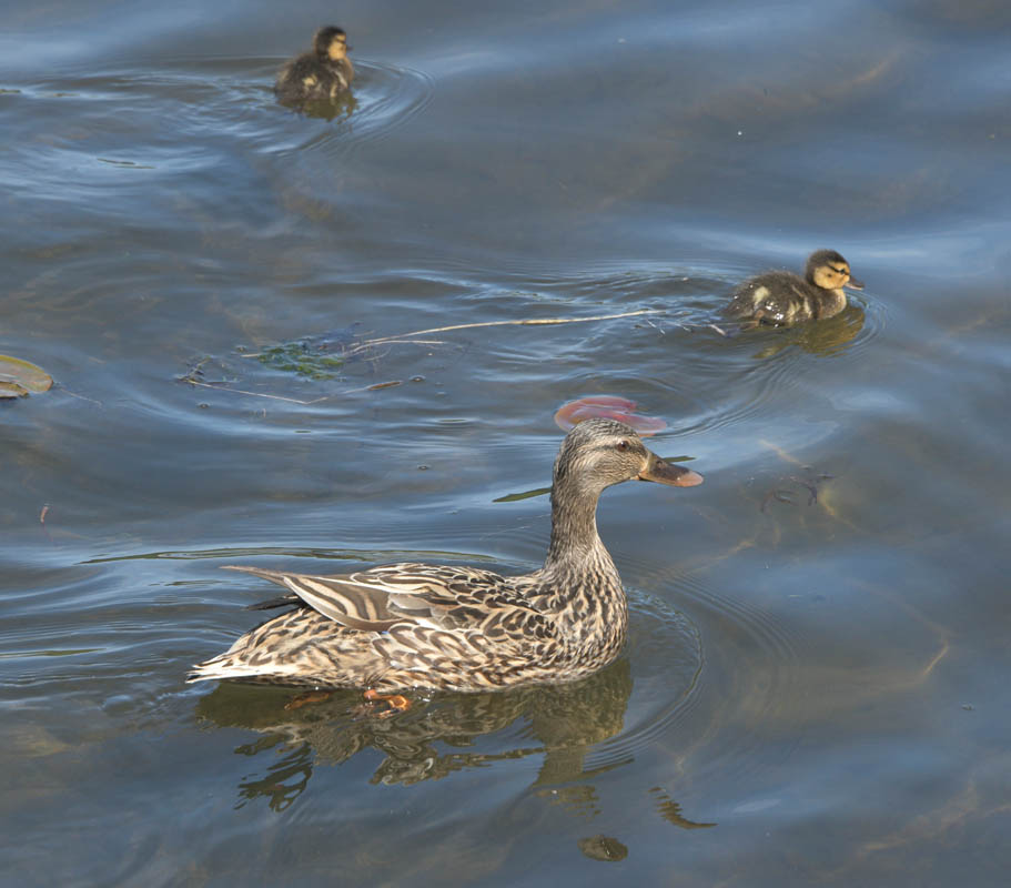 mama duck and ducklings