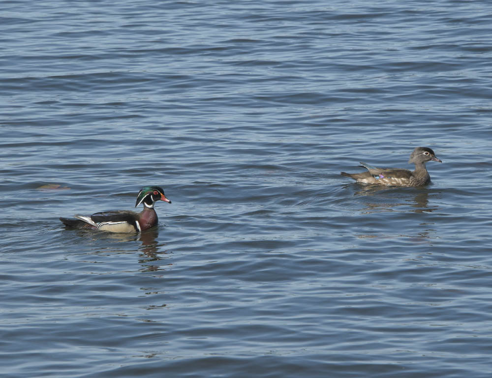 wood ducks juanita bay