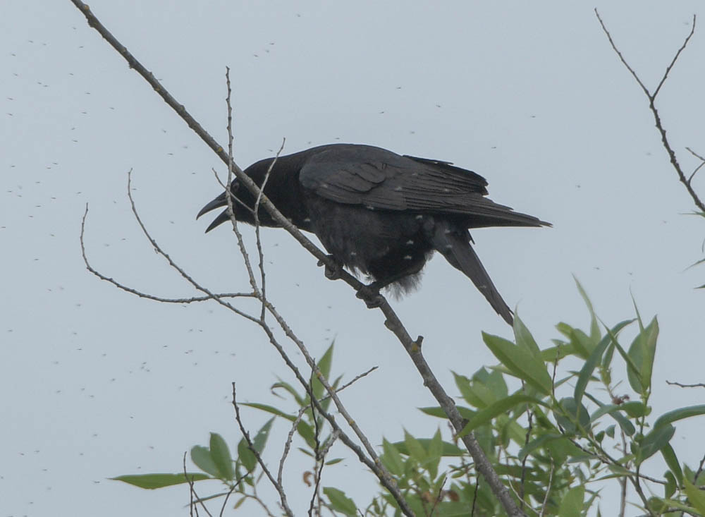 crow sammamish river