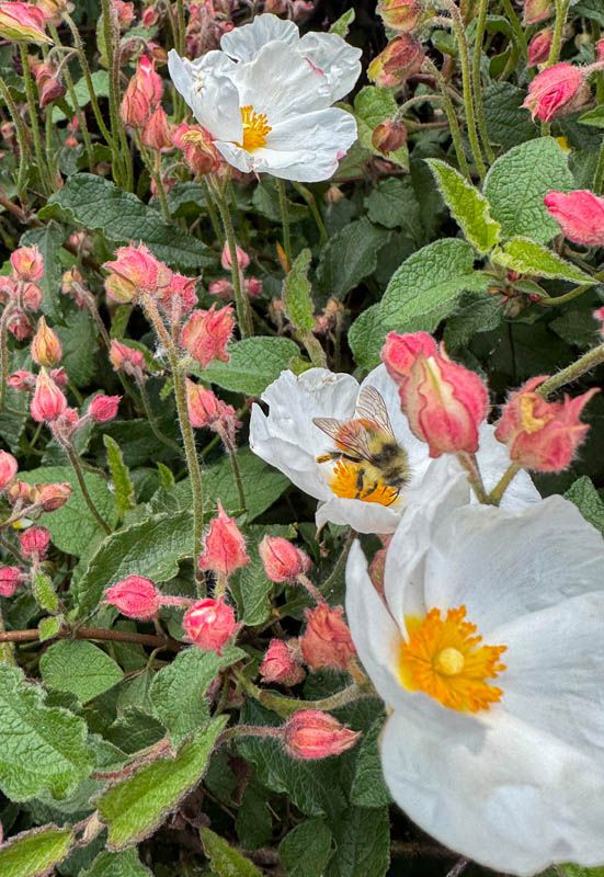 bee on salvia cistus