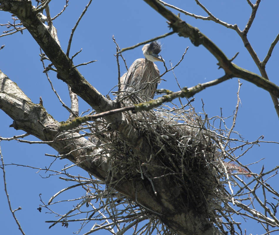 heron chick marymoor