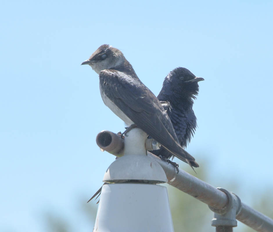 martins sammamish river