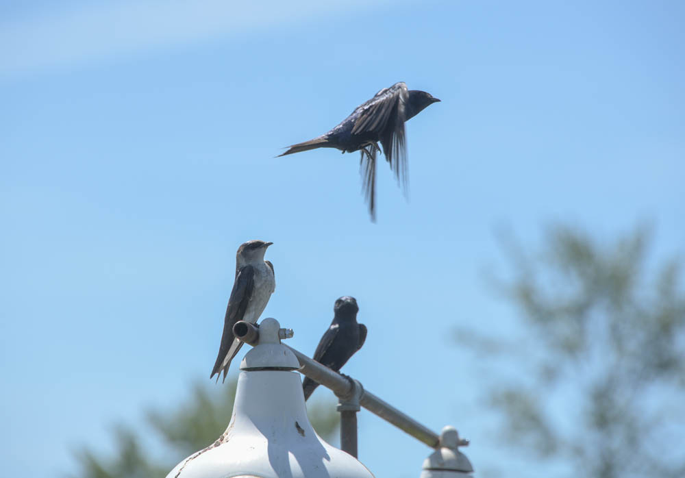 martins sammamish river