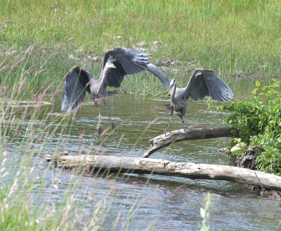 herons sammamish river