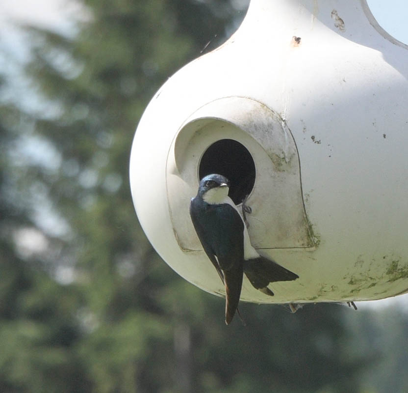 martins sammamish river