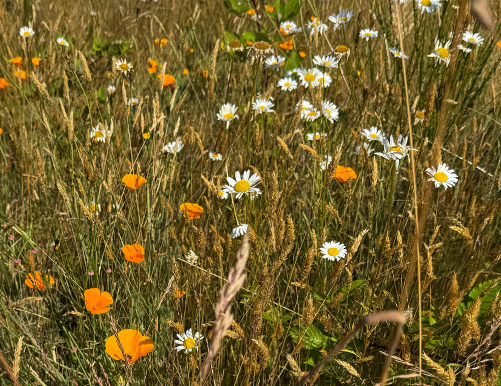 poppies and daisies