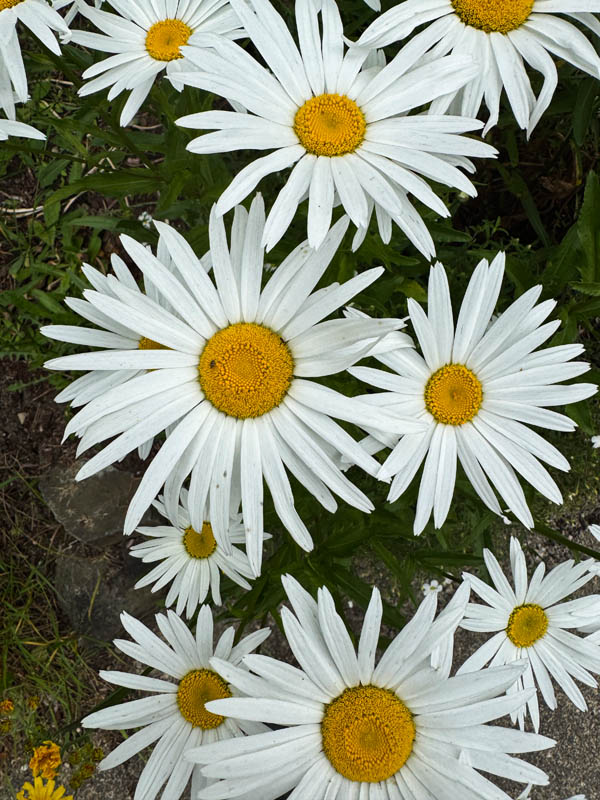 daisies