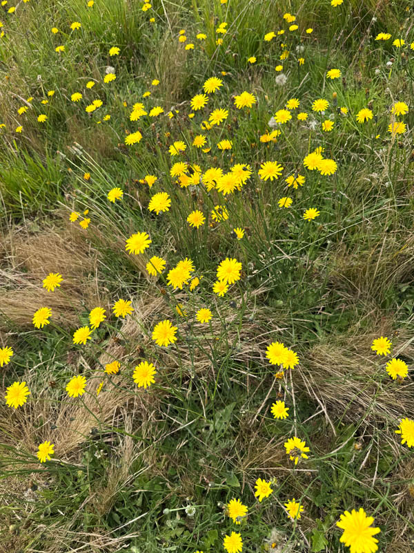 yellow weeds