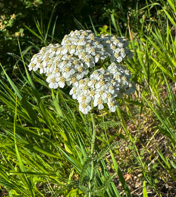yarrow