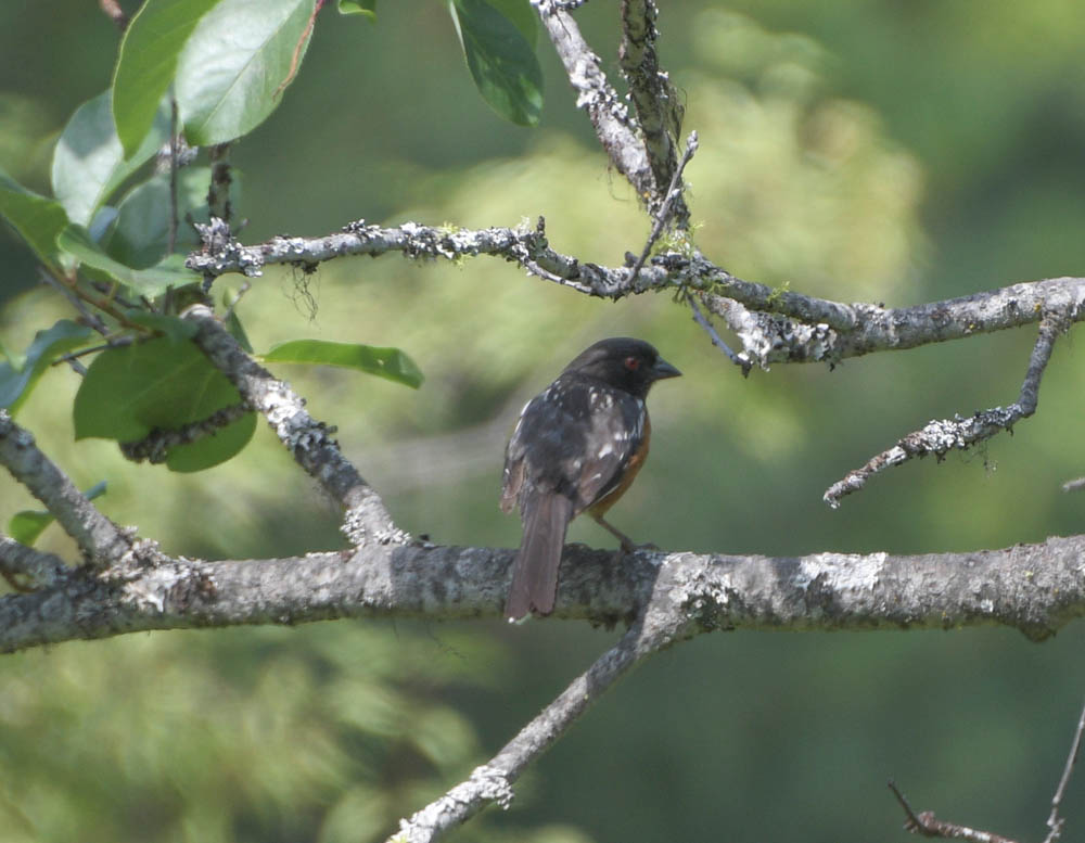 towhee