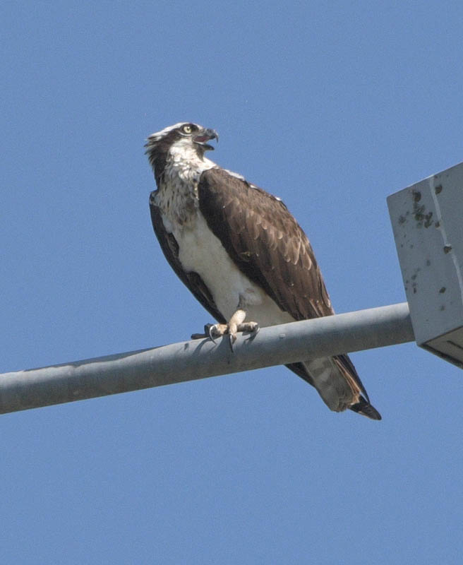 osprey marymoor
