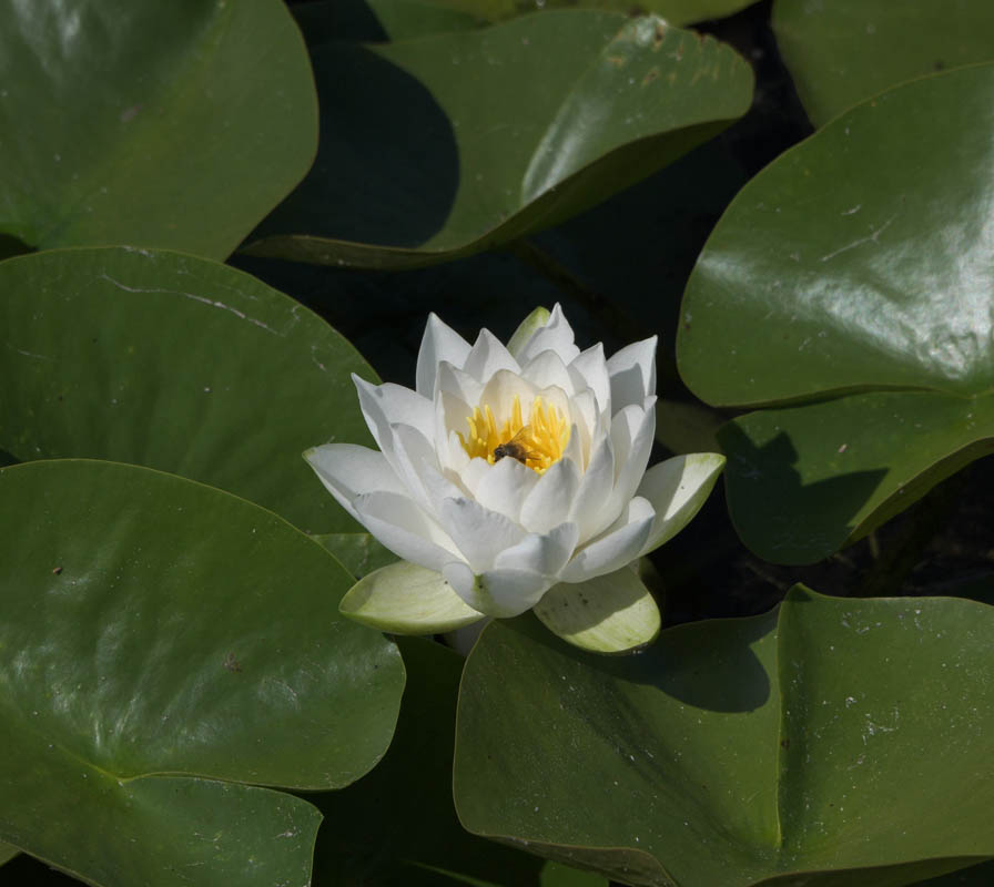lily pad sammamish river