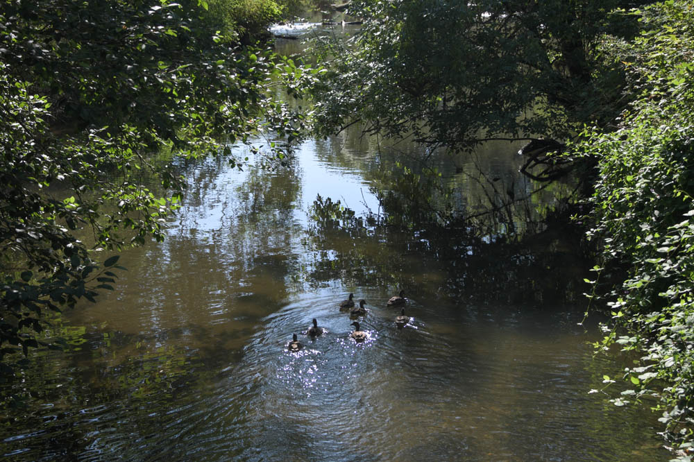 ducks Issaquah creek