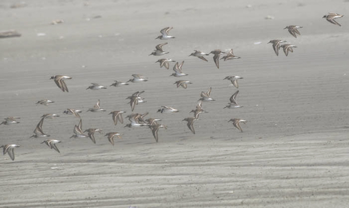 sandpipers seabrook