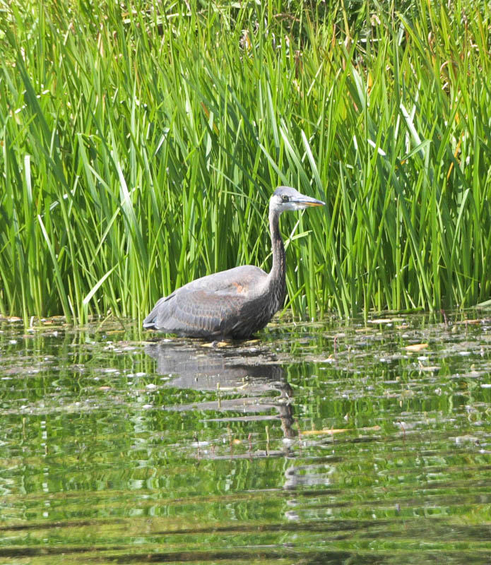 heron sammamish river