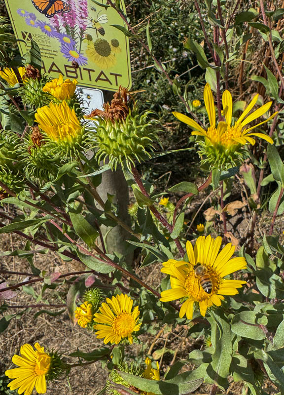 flowers at big rock park