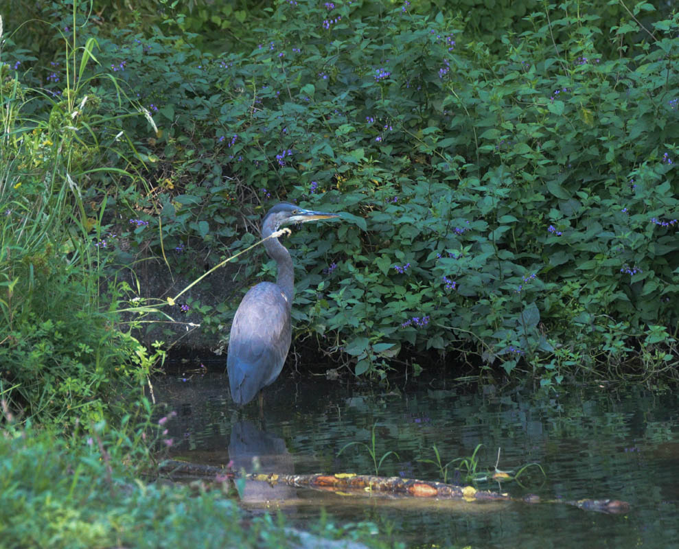 heron juanita creek