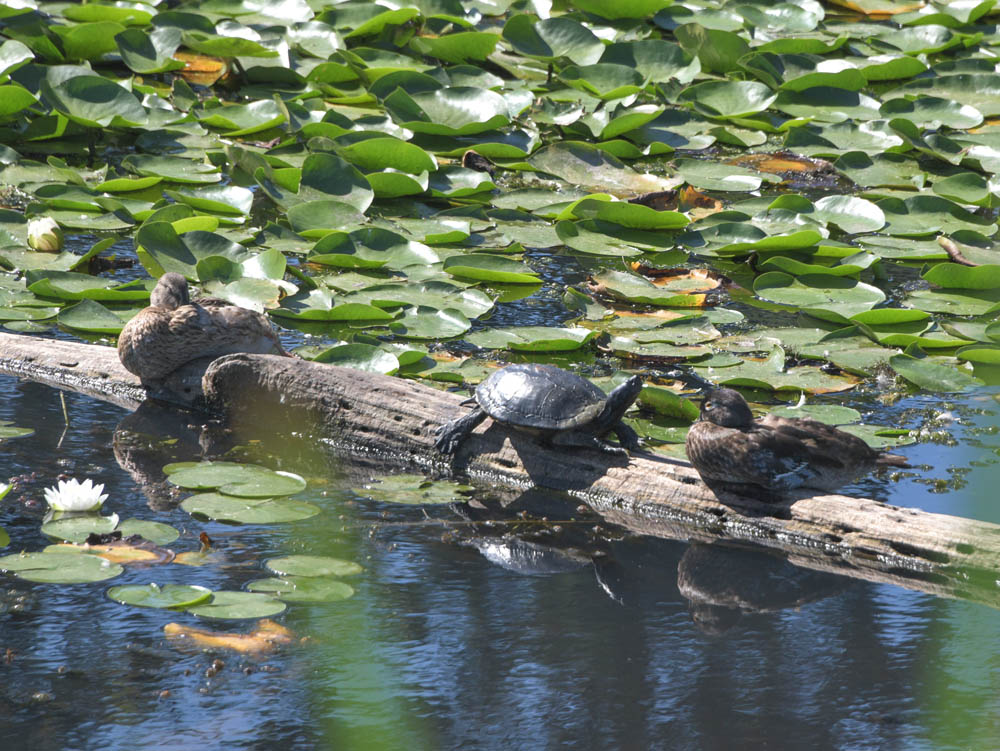 ducks and turtle juanita bay