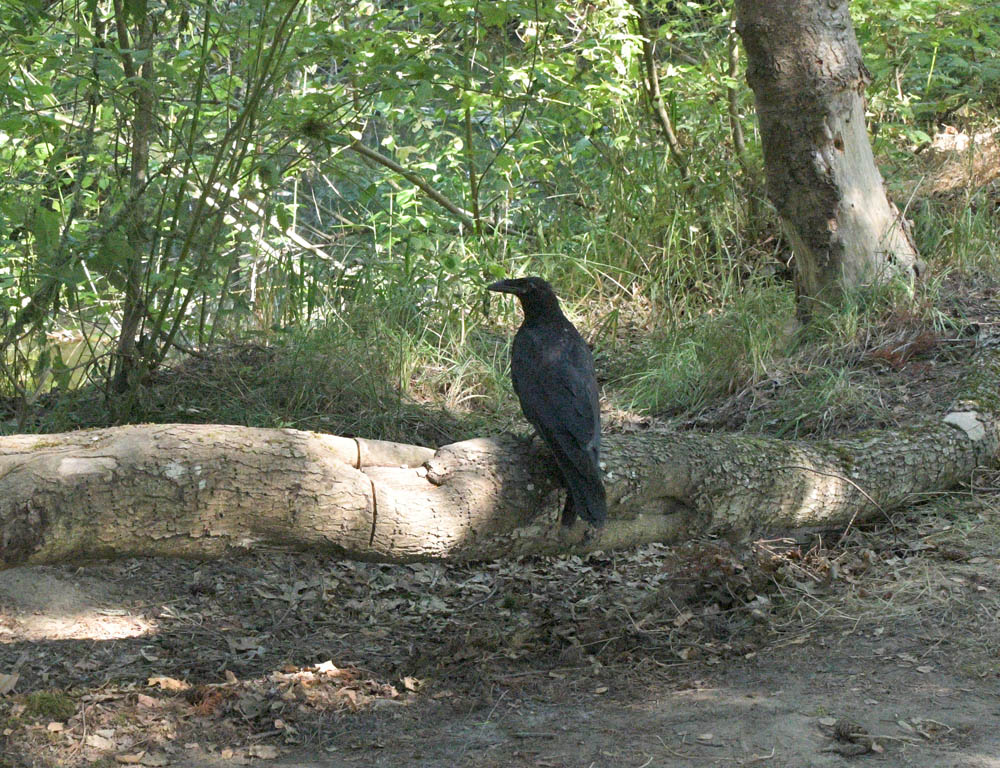 raven lake sammamish park