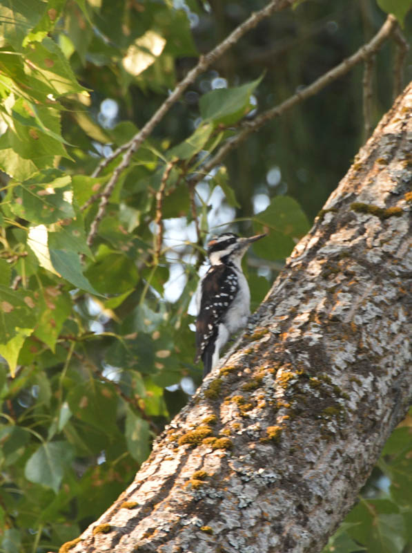downy woodpecker