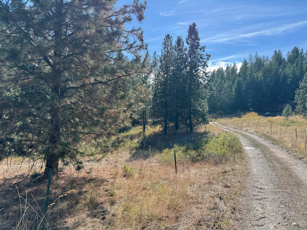 demnnis planted trees