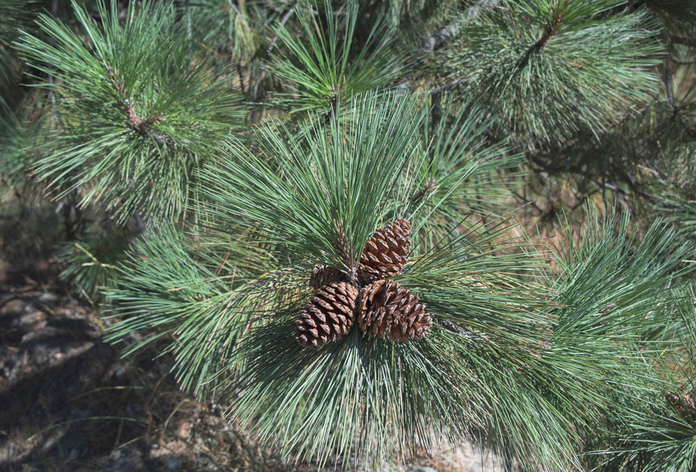 ponderosa pine
