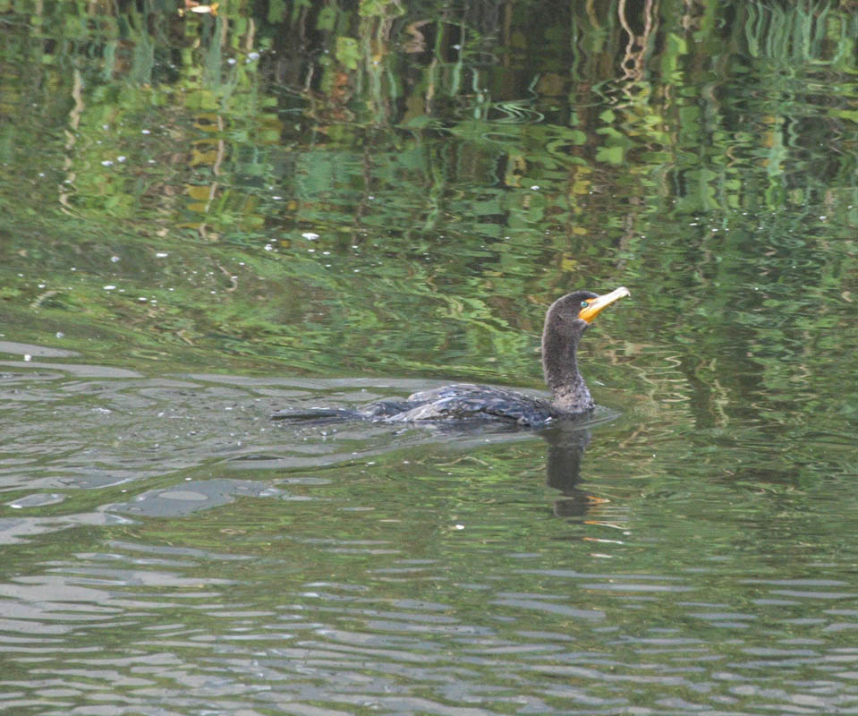 cormorant sammamish river