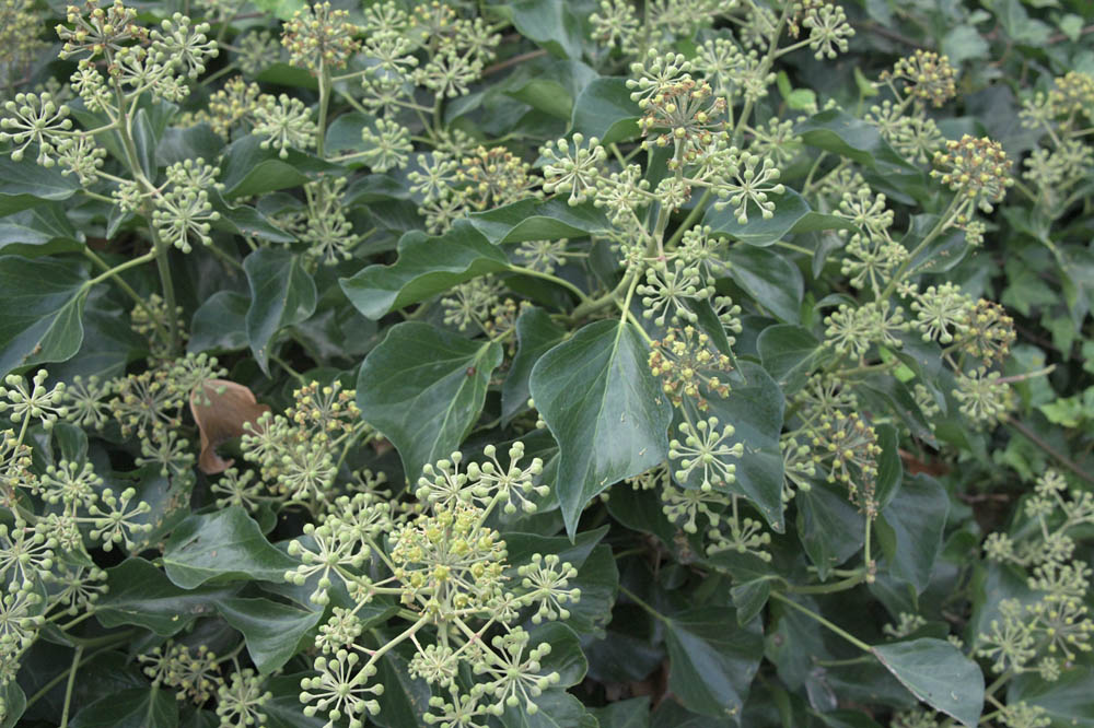 ivy flowers