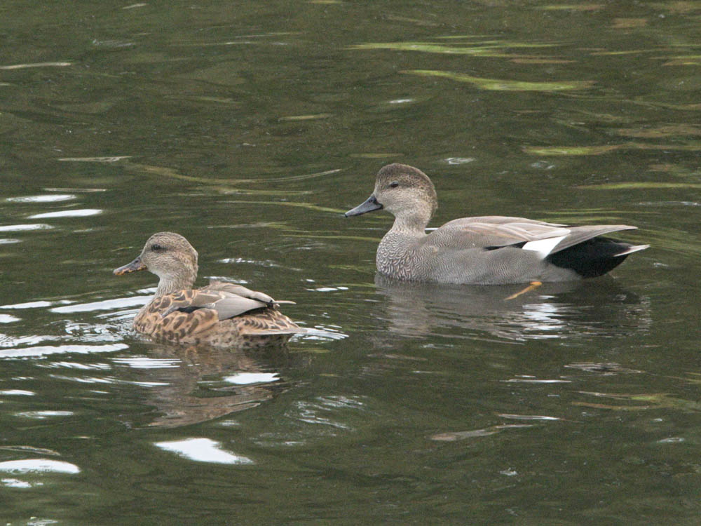 gadwall pair