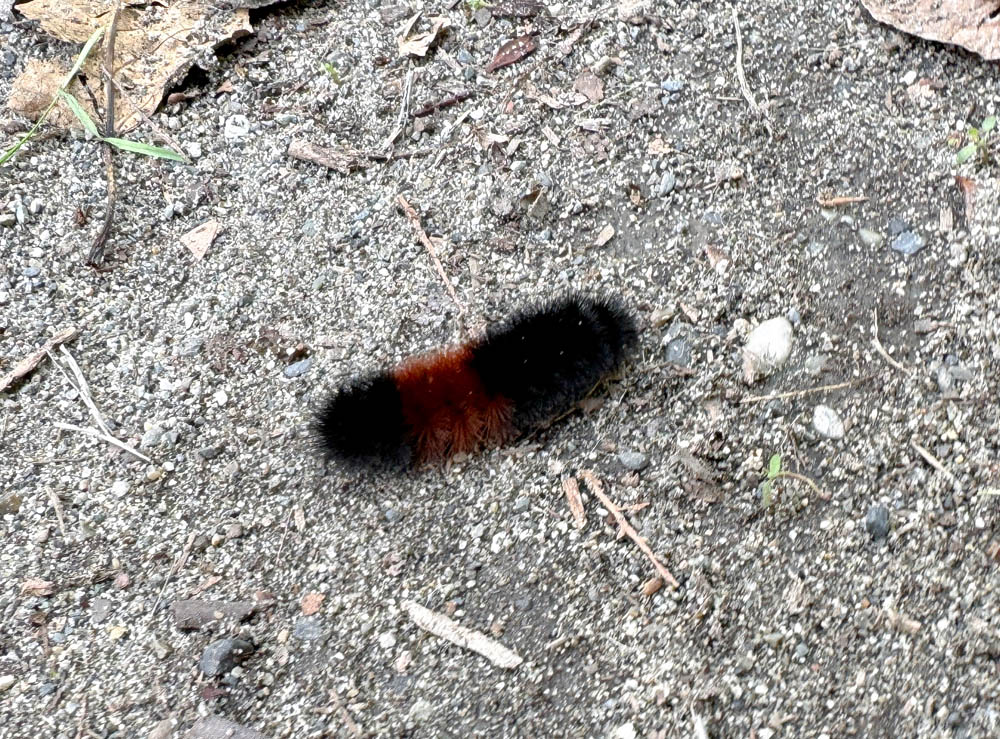 wooly bear