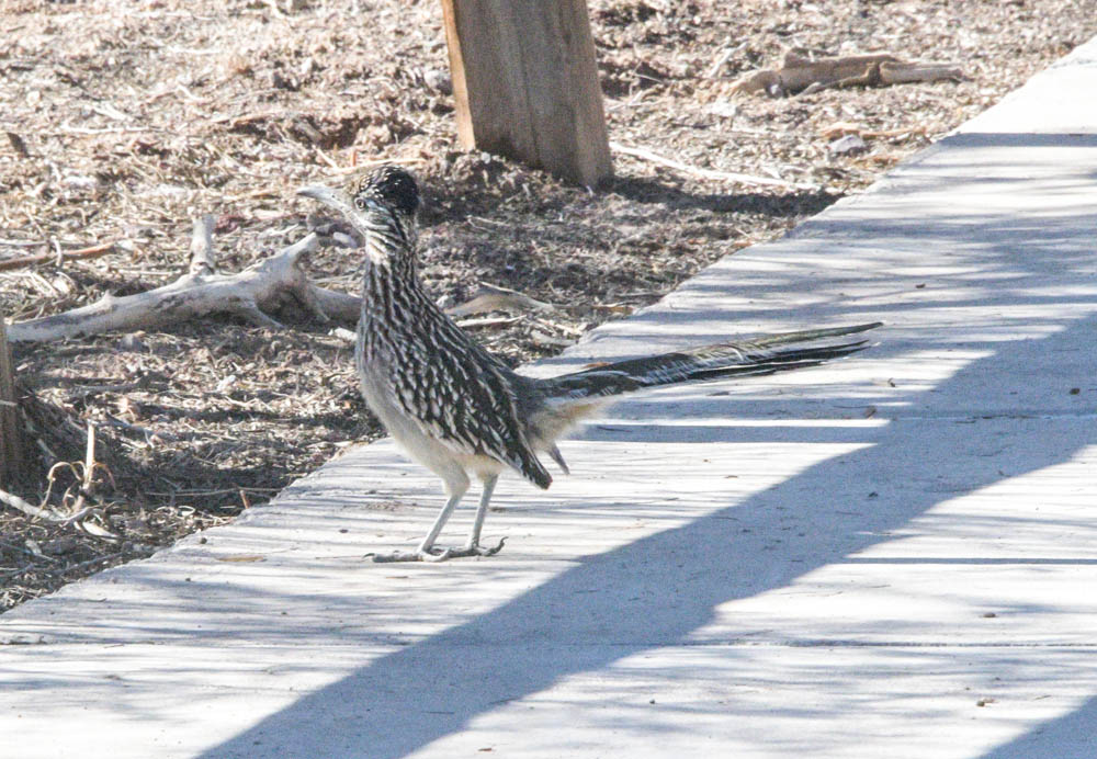 roadrunner at clark county wetlands park