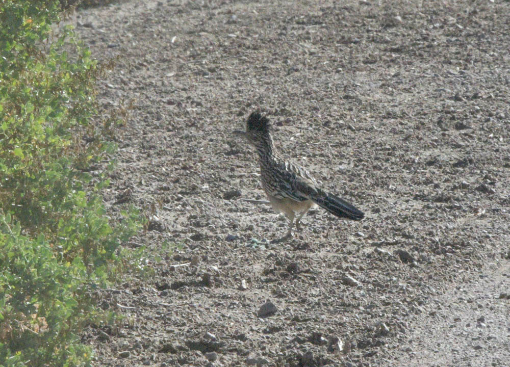 roadrunner duck creek