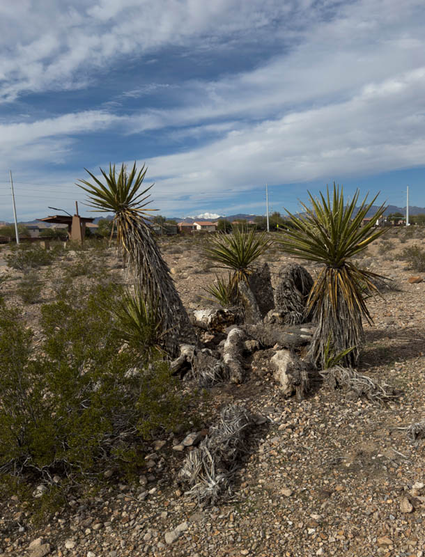 mojave yucca