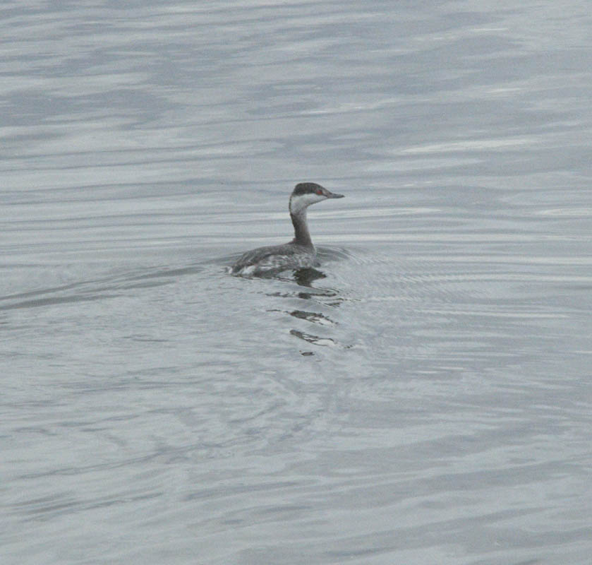 western grebe henderson bird preserve